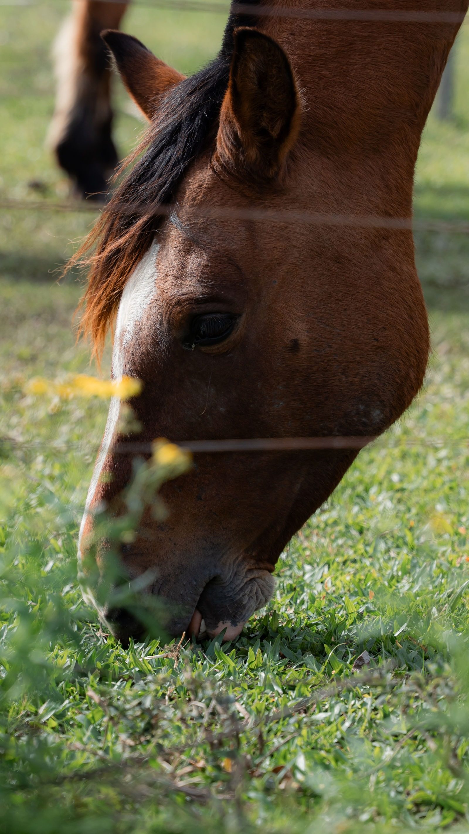 Cavalos na fazenda
